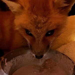 654 reactions · 124 shares | Young Red Fox kit was brought to us last...