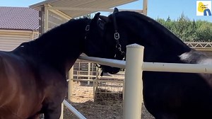 What are the thoroughbred breeding rules? How is thoroughbred...