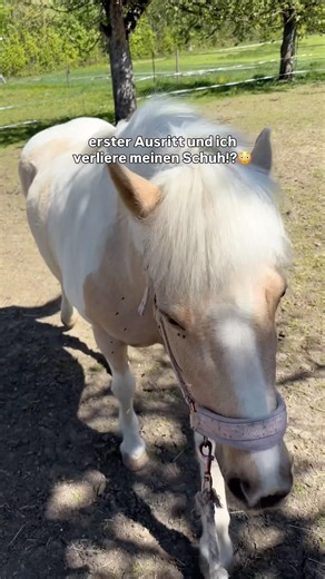 Unser erster Ausritt im neuen Stall🥴😍