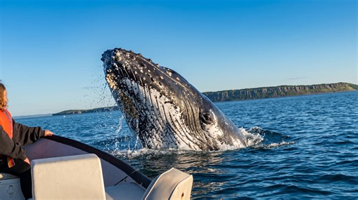 Watch what happens when a 40-ton whale launches its entire body out of the ocean