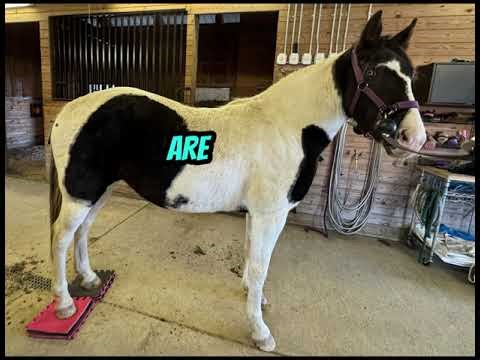 Horses Posture- Horse doing Balance pad Exercise