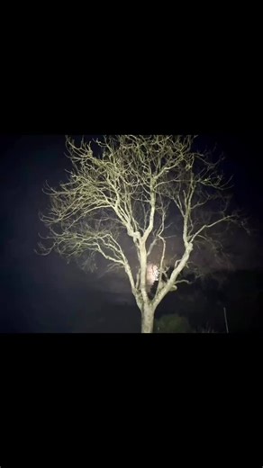 12 reactions | Sadly, we had to say goodbye to our beautiful ash tree as it had been weakened by Ash Die Back. But its trunk is now an observation seat to enjoy the sea view from the garden. And we’ve planted a new Whitebeam tree in its place. #treesforever #treelife #ashdieback #yhaboswinger @yhaofficial @indiehostelsuk | YHA Boswinger | Facebook