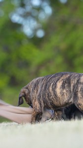 Play and Thrive 📹 Thriving under the sun, these Cane Corso puppies love to play! Watch them shake a cloth and enjoy the open field. They're the picture of health and strength. https://www.facebook.com/ValleyKennelsCaneCorsos/ #CaneCorso #PuppyPlay #HealthyDogs #ActivePups #ValleyKennels #DogLife #SunnyPlaytime #PuppyPower | Boerboel Breeders Ohio