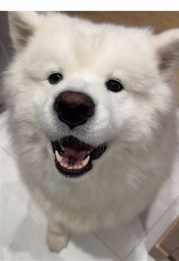 Is Christmas over? Yes. Am I still the sweetest cwismas pup? Also yes! Loved spending the holidays with you! 🤏🏽✨🎄