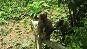 The crab-eating macaque eating plants. Macaca fascicularis is a species of primates native to Southeast Asia and is found in the Balathandayuthapani Temple forest of George Town, Malaysia.