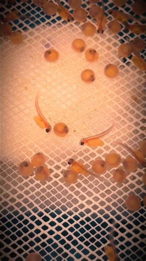 Rainbow Trout Growth Stages 🐟 | From Fry to Full Size.