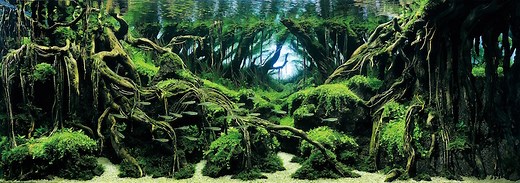 Top 7 winners of the world’s greatest aquascaping competition | Reef Builders | The Reef and Saltwater Aquarium Blog