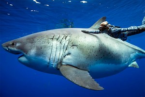 Ocean Ramsey encounters 20-foot great white shark
