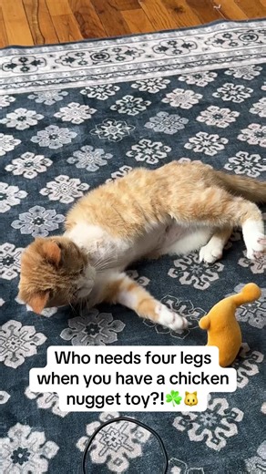 I don’t know why her fur was so ruffled but judging by how wild she was, I’m not asking questions😂🧡 #cat #orangecat #orangecatbehavior #catdistributionsystem #straycat