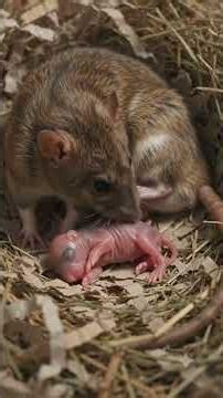 Rat Life Journey: From Womb to Soil 🐀🌱