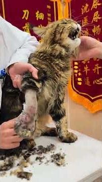 医生说因为初期可能是别的猫给用指甲戳了一个点点，所以一直找不到疮口，后来发炎了，所以才会有脓，这不会真被截肢吧……