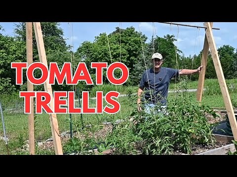 Easy DIY Tomato Trellis Anyone Can Make!