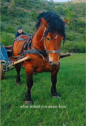 The Enduring Bond Between Horses and Romanian Villagers