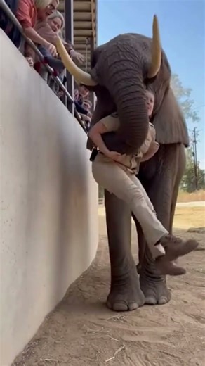 “Woman Falls 15 ft Into Elephant Pit at LA Zoo – Elephant Lifts Her Back Up” 🐘♥🚨