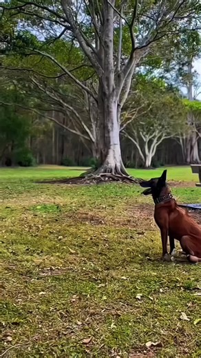 Expert K9 Trainer Tips for Dog Owners