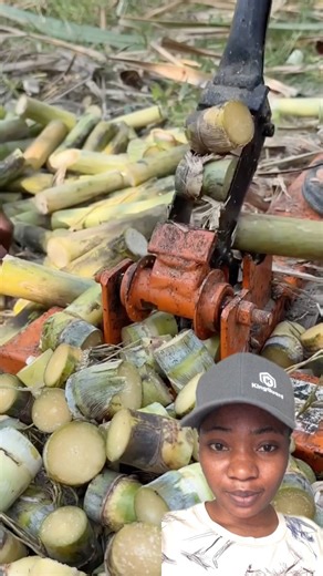 6.2K views · 46 reactions | How sugar cane is cultivated #viralreelsシ #viralreel #facebookviral #fyp #fypviralシ #viralreels | Olise Ogochukwu Imelda | Facebook