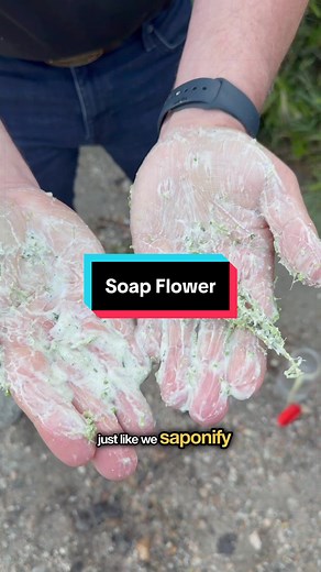 California Lilac: Nature's Soap and Fish Stupefier