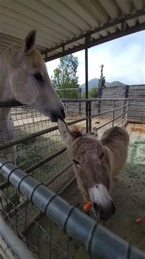 Mama Donkey and Baby Get Carrots in Malibu Pasture While White Horse Joins In