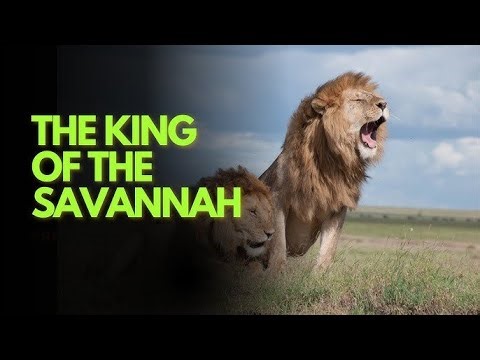 The African Lion – The Fearless King of Africa’s Wild Savannah