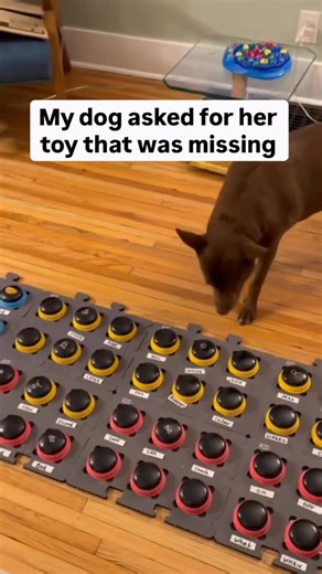 Christina Hunger on Instagram: "An early language milestone on a widely used toddler assessment is “looks for an object not in sight.” I already knew Stella could do this when I asked her where something was. But buttons make this type of communication a two-way street. Now, Stella can tell ME when something is missing so we can find it together. Stella had plenty of toys right beside her and even pawed at a pencil. She clearly wanted to play. But she wasn’t asking for just anything. She wanted