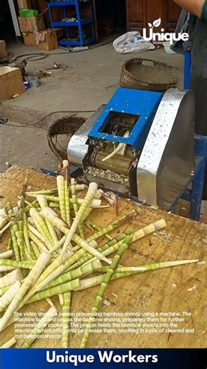 Bamboo Shoot Processing: Machine Cutting and Cleaning