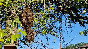 Why bees swarm in spring and why you shouldn’t panic