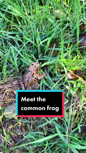 Meet the common frog #frog #frogs #frogsoftiktok #amphibian #amphibians #amphibiansoftiktok #ecology #ukecologist #ukecology #britishecologists #wildlife #ukwildlife #britishwildlife #funfact #didyouknow #britishecology #britishecologist #womeninconservation #uk #british #animalfacts