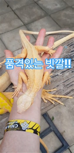이렇게 가까이에서 마구 만질수있는! 태국의 한적한 곤충체험장~~!!!!