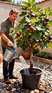  Say hello to fresh, homegrown figs with our Fig Tree Seeds!  Plant...