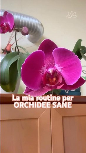 HEALTHY ORCHIDS: My routine