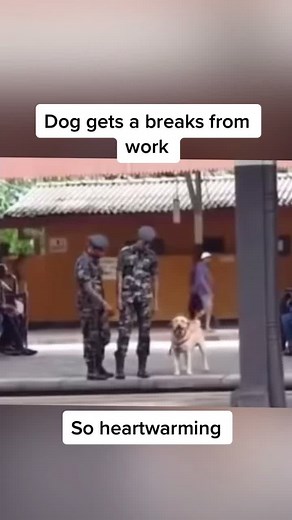 Dog finally gets a break from work #fyp #foryoupage #viral #dog