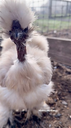 Diva 👩‍🎤 and Buckbeak 🐔 . #backyardchickens #cuteanimals #hen #showgirl #chickens | Frizzles and Friends