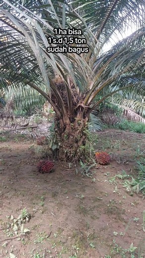 kalau bisa 1 ha 1 s.d 1,5 ton