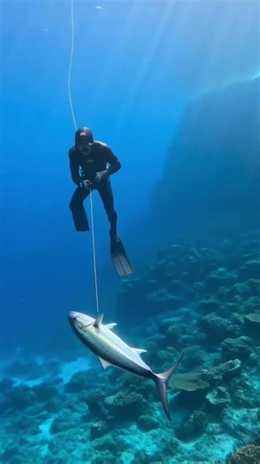 🐟 12 Perfect Spearfishing Shots! Giant Reef Fish Never Escaped 😱 #Shorts