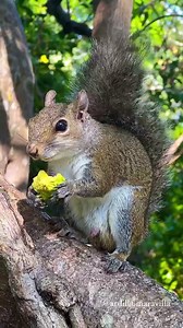 Mr Papi is a MALE SQUIRREL🐿💙 @ardilla.maravilla #squirrel #squirrelwhisperer #animals #Facts #science #natgeowild | Ardilla maravilla