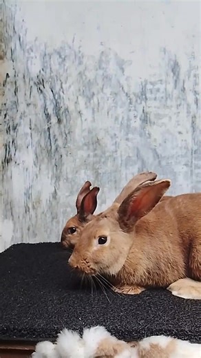 tutorial for rabbits 🐰🙈🤭 #bunny #kaninchen #animals #pet | Hyuga Askari