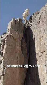 dağ keçileri neden kayalara dağlara çıkıp taşı yalar ? #keşfet #belgesel #bilim #keçiler #keçi #hava