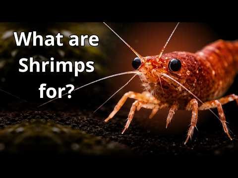 Shrimp Are Not Just Food — They Clean the Ocean