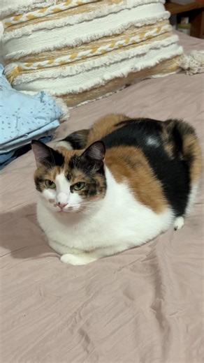 #catsoftiktiok #calicosisters #robinandcallie #cats #jazz