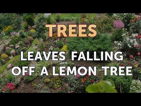 Leaves Falling Off a Lemon Tree