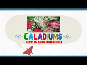 How to Grow Caladiums from Seed or Corm by your own Step-by-Step Tutorial