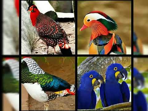Les 10 plus beaux oiseaux du monde