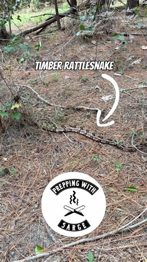 Timber Rattlesnake - How to Identify