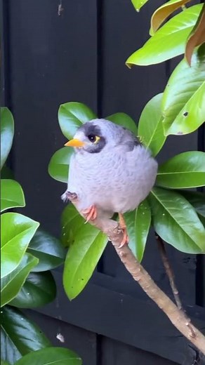 Why this Australian 🇦🇺 bird is called Noisy Miner?