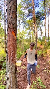17K views · 162 reactions | Anyone Knows What Is Use Of Pine Oil This Is How To Get It satisfying Bất cứ ai cũng biết công dụng của dầu thông Đây là cách làm cho nó thỏa mãn #mechanic #auto #mechanicsteve #inspiring #motivation #handwashchallenge #mechaniclife | WOW Technology | Facebook
