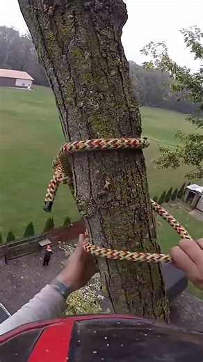 Would You Cut This Over a House? 😳 (Arborist POV) #arborist
