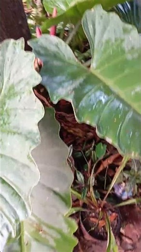 Large Leaves Jungle Fever - A rare variety of climber Philodendron growing in rain forests