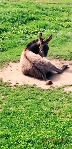 Donkey Having Some Fun