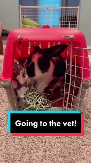 Bunny Rabbit Vet Visit Guide
