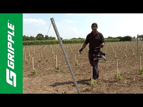 Trellising with Gripple Plus - Product Focus